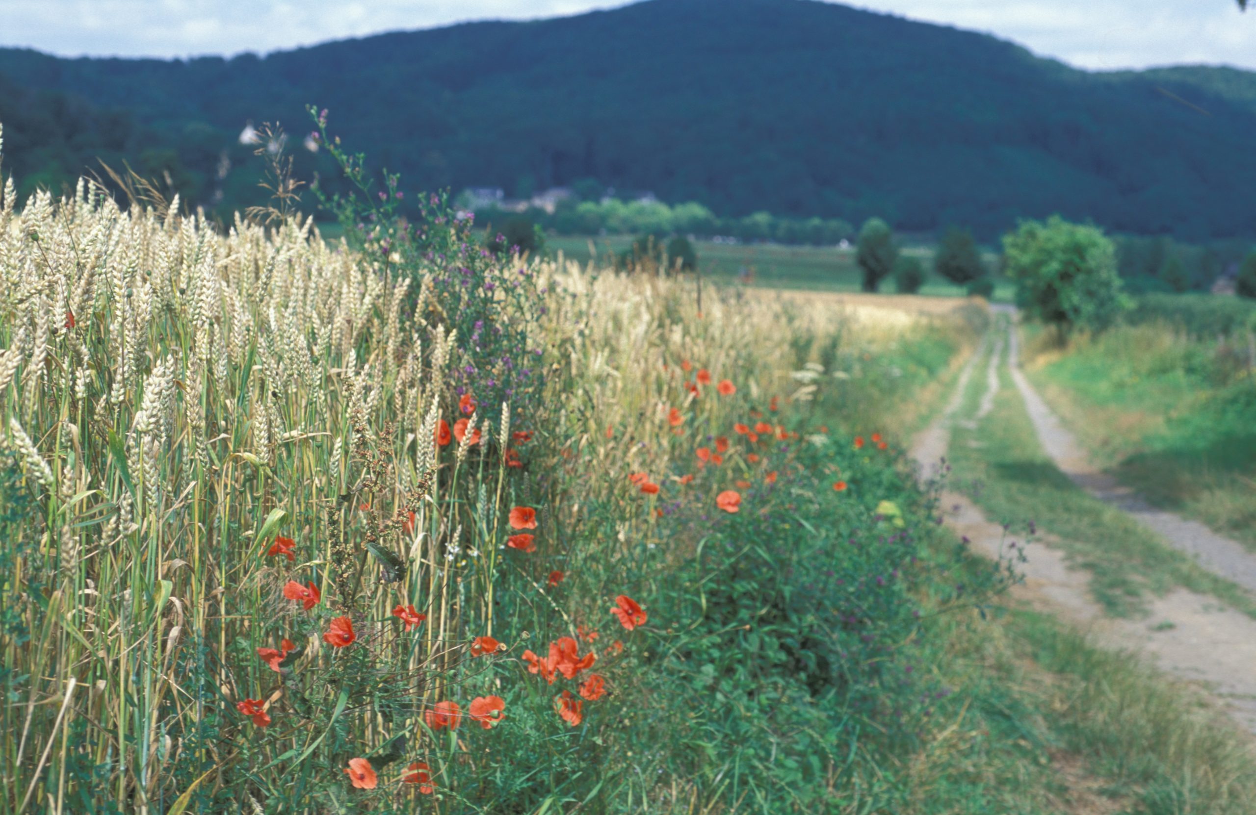 Water soil biodiversity field stripe flowers