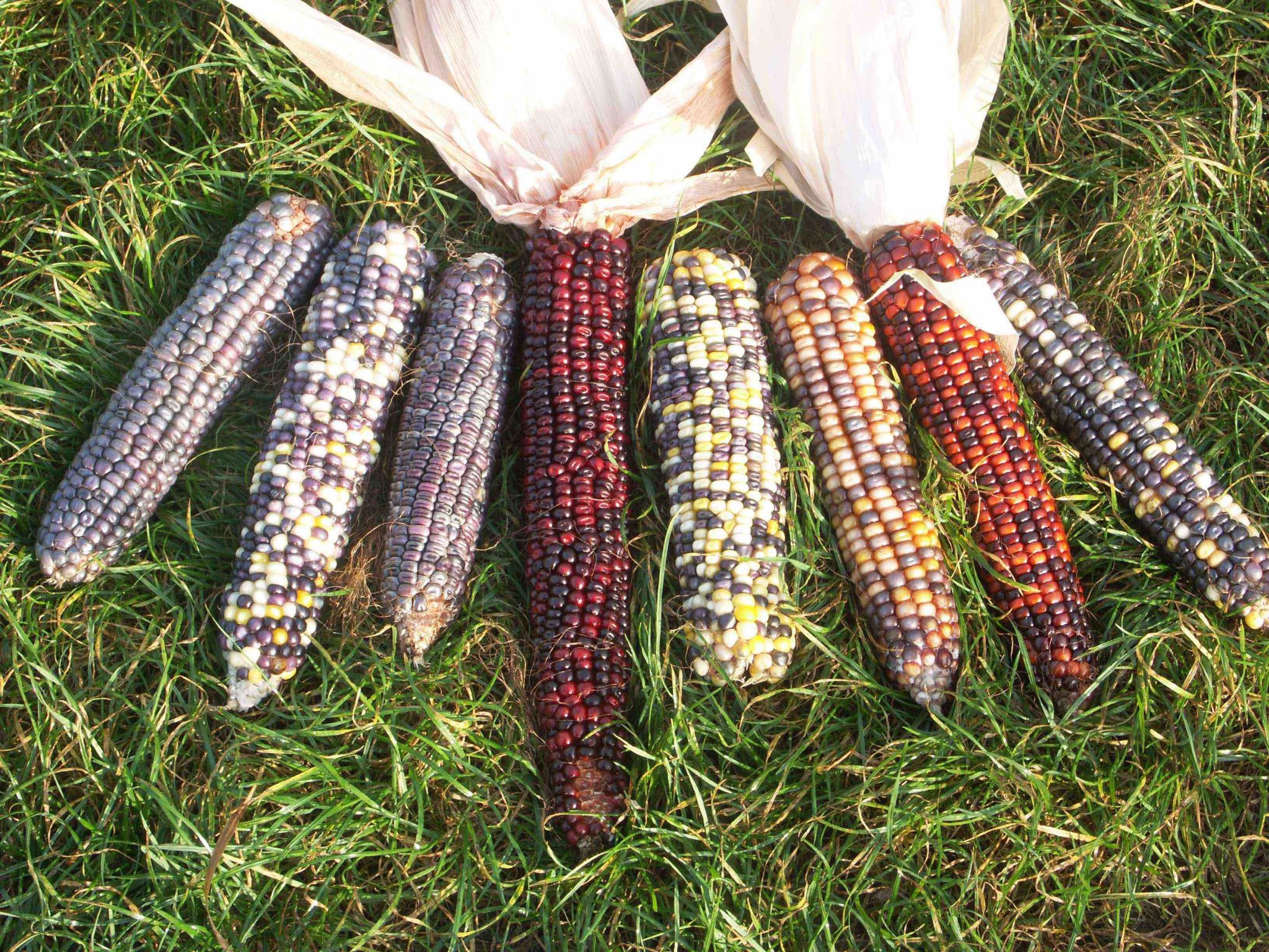 GMOs gene editing biodiversity mais corn