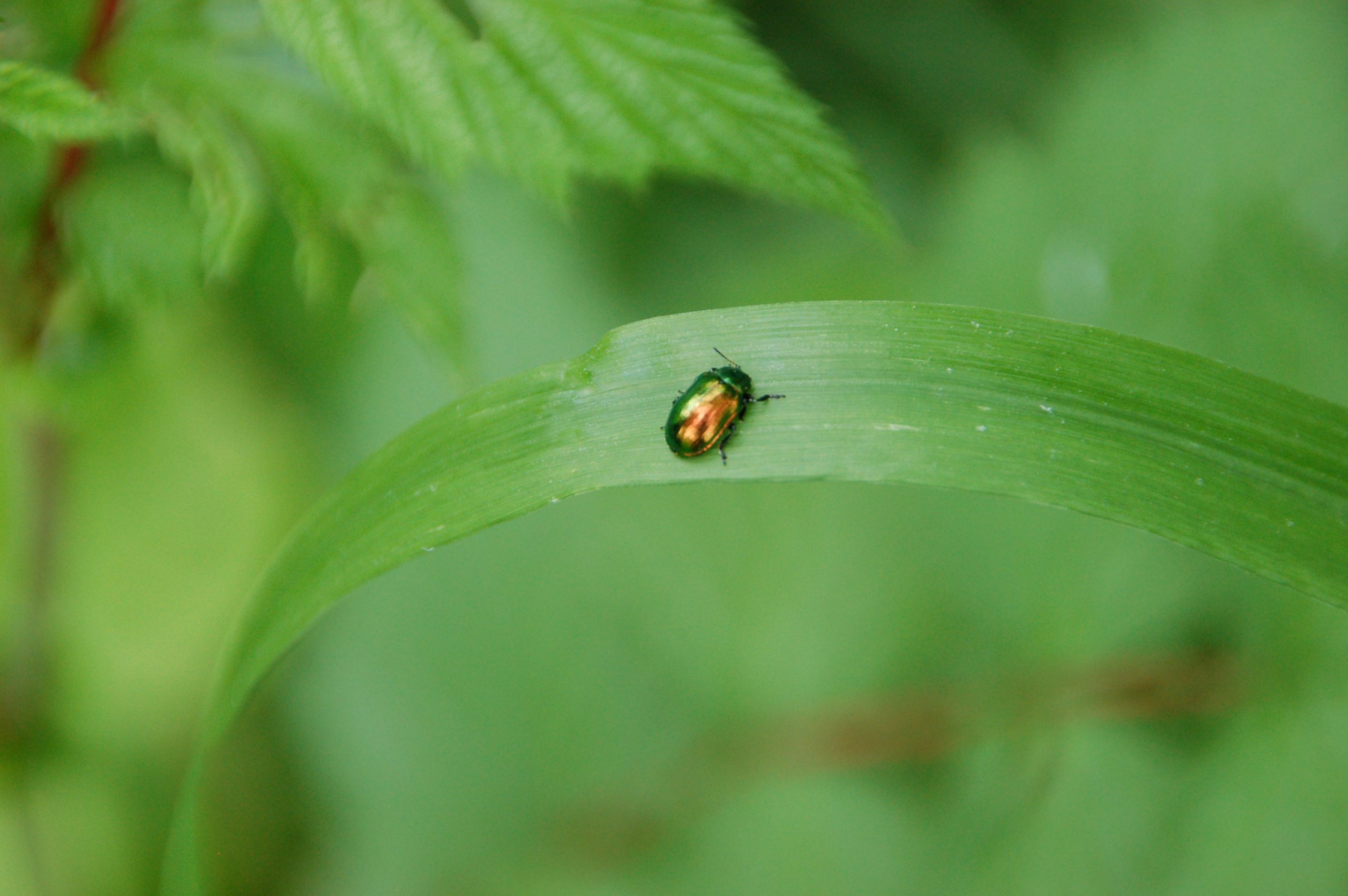 submit your initiative making europe more organic